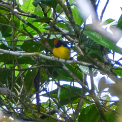Euphonia anneae