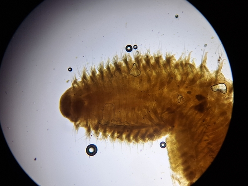 Naineris laevigata
