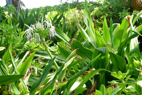 Crinum asiaticum observed 2024-09-04
