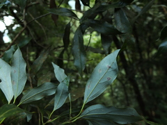 Neolitsea zeylanica
