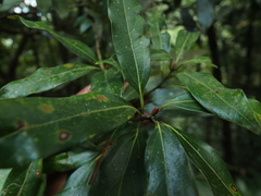 Neolitsea zeylanica