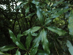 Neolitsea zeylanica