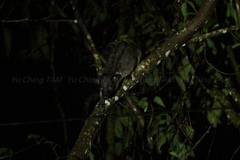 Arctogalidia trivirgata