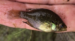 Enneacanthus gloriosus