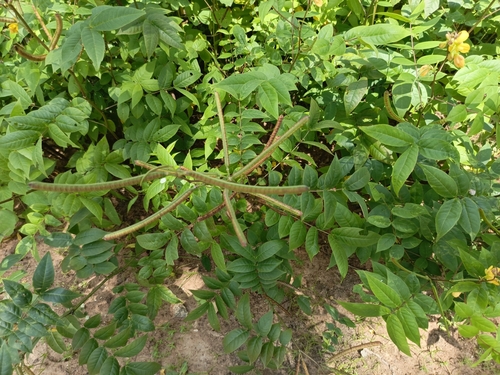 Coffee Senna