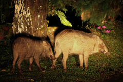Sus scrofa vittatus