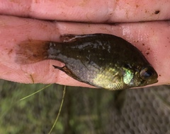 Enneacanthus gloriosus