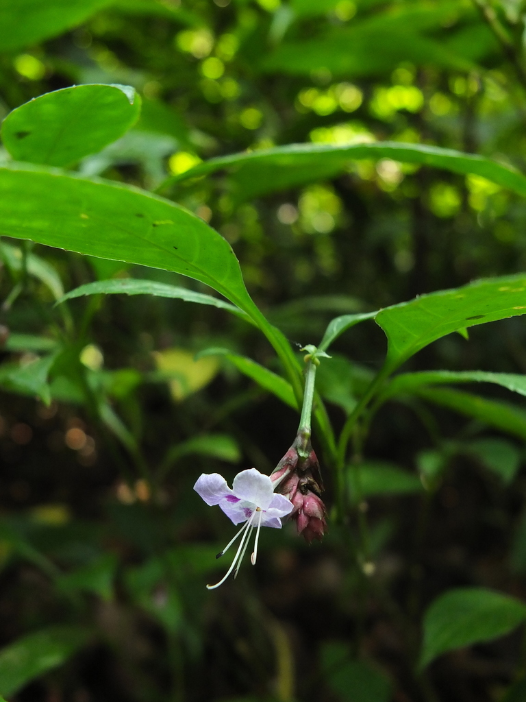 Strobilanthes ciliata