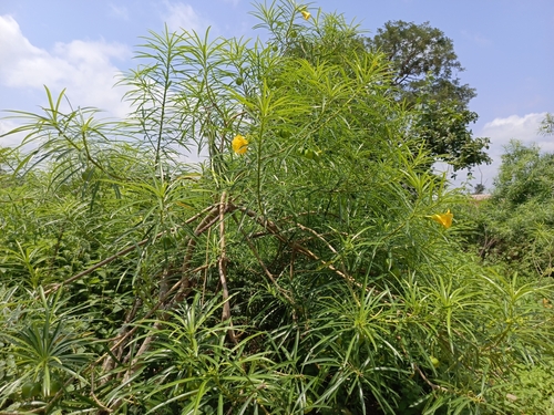 Be-still tree