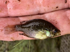 Enneacanthus gloriosus