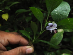 Strobilanthes ciliata