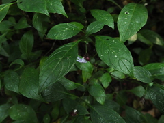 Strobilanthes ciliata