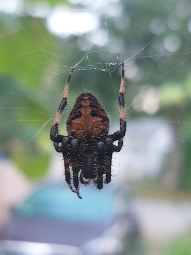 Spotted orbweaver