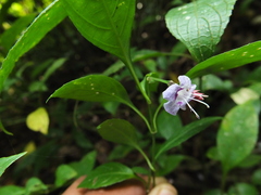 Strobilanthes ciliata