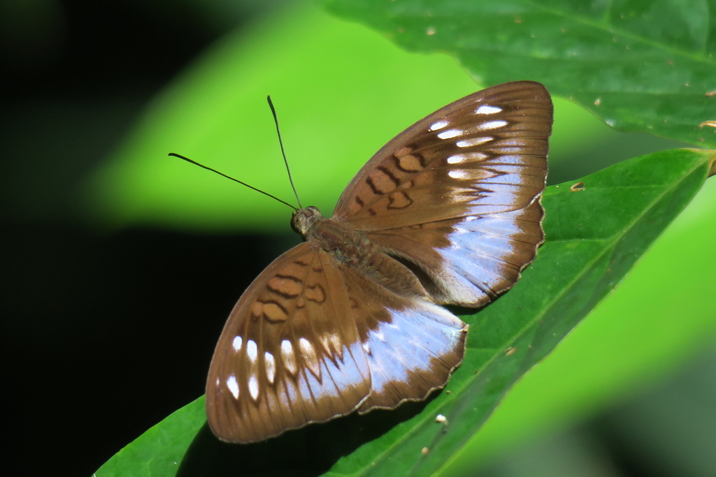 Tanaecia cocytina