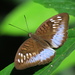 Tanaecia cocytina - Photo (c) Soh Kam Yung, some rights reserved (CC BY-NC), uploaded by Soh Kam Yung