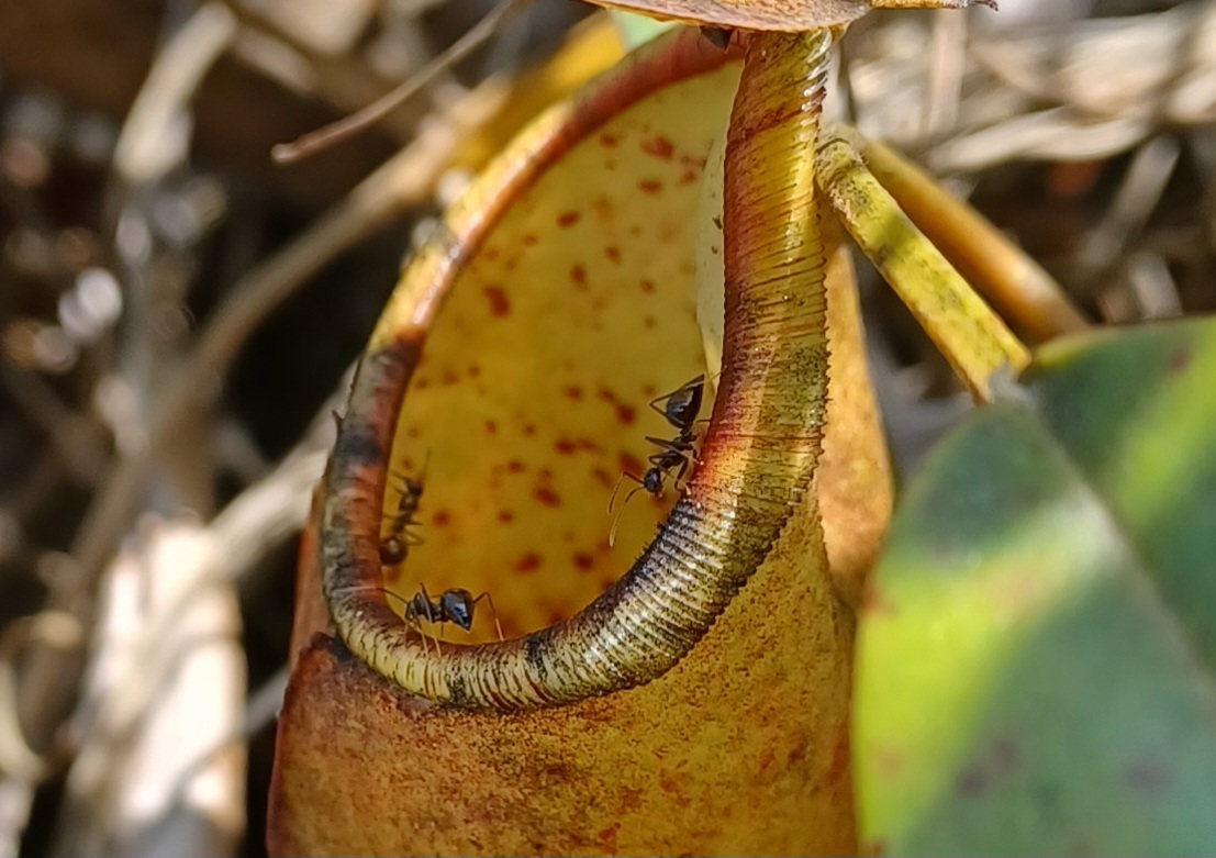 Prenolepis
