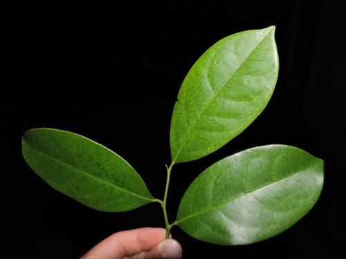 Citronella paniculata (Citronella paniculata)