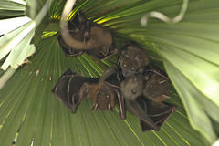 Cynopterus sphinx