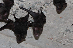 Hipposideros armiger