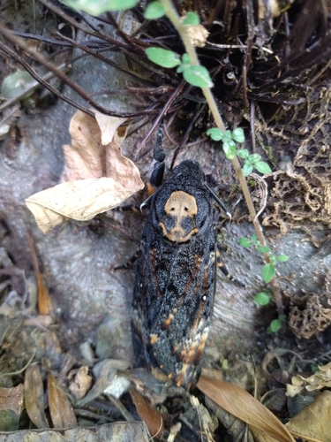 Acherontia atropos