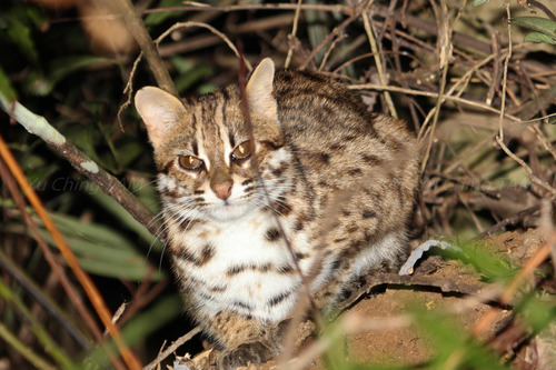 Prionailurus bengalensis