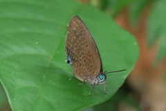Arhopala