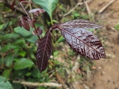 Otonephelium stipulaceum