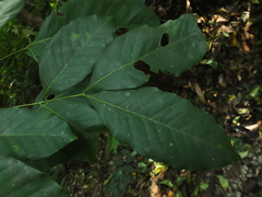 Otonephelium stipulaceum