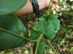 Otonephelium stipulaceum