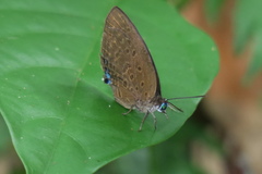 Arhopala