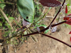 Otonephelium stipulaceum