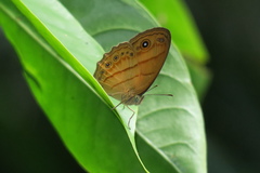 Mycalesis anapita