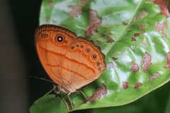 Mycalesis anapita