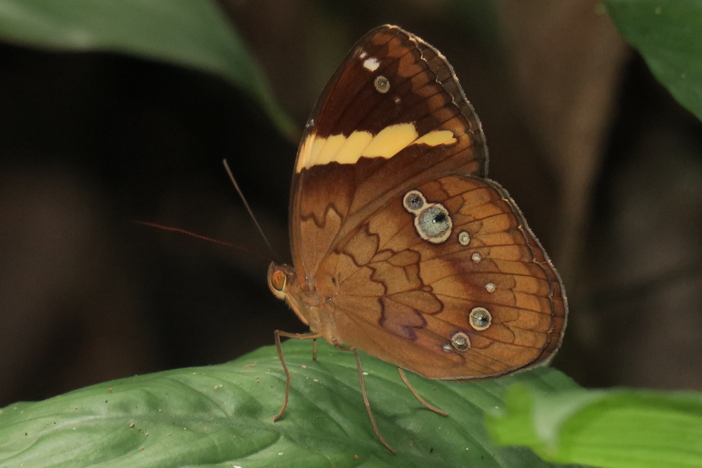 Xanthotaenia
