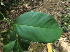 Otonephelium stipulaceum