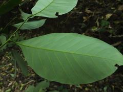 Otonephelium stipulaceum
