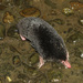 Insular Mole - Photo (c) Yu Ching Tam, some rights reserved (CC BY-NC-ND), uploaded by Yu Ching Tam