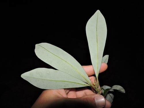 Drimys brasiliensis, photograph 5