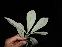 Drimys brasiliensis, photograph Fabrício Mil Homens Riella, CC BY, iNaturalist via GBIF