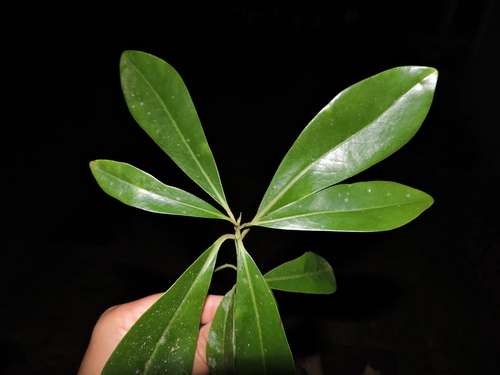 Drimys brasiliensis, photograph 3