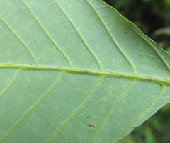 Otonephelium stipulaceum