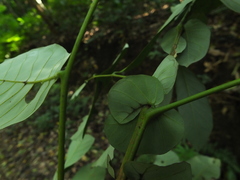 Otonephelium stipulaceum