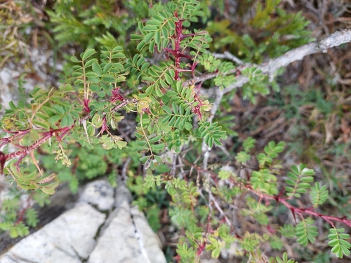 Rosa morrisonensis, photograph 4