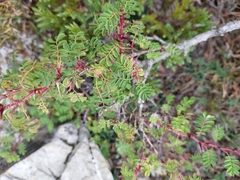 Rosa morrisonensis, photograph (c) Jason, some rights reserved (CC BY)