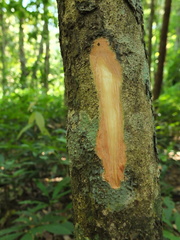 Otonephelium stipulaceum
