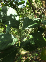 Otonephelium stipulaceum