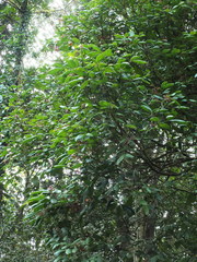 Otonephelium stipulaceum