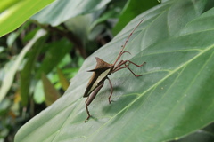 Aspilosterna albovittata