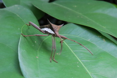 Aspilosterna albovittata